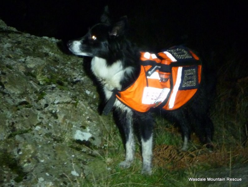 Rosie, searching in Upper Eskdale